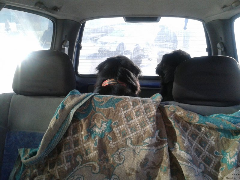 Фото: ньюфаундленд Super Premium Merlin Monro (Супер Премиум Мерлин Монро), ньюфаундленд Nessi Blyek s  Lesnoy Zaimki (Несси Блэк с  Лесной Заимки)