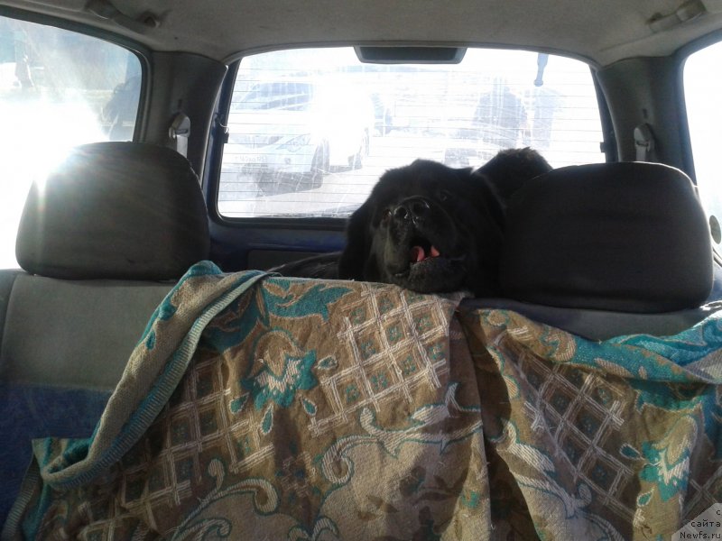 Фото: ньюфаундленд Nessi Blyek s  Lesnoy Zaimki (Несси Блэк с  Лесной Заимки)