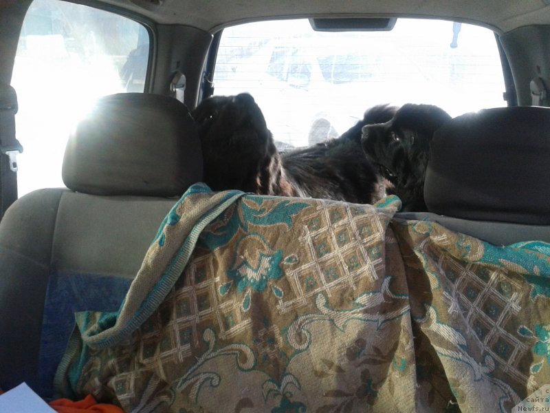 Фото: ньюфаундленд Nessi Blyek s  Lesnoy Zaimki (Несси Блэк с  Лесной Заимки), ньюфаундленд Super Premium Merlin Monro (Супер Премиум Мерлин Монро)