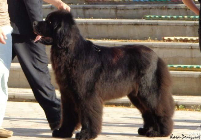 Фото: ньюфаундленд Angelo Orso Ariadna (Анджело Орсо Ариадна)