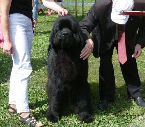 Фото: ньюфаундленд Angelo Orso Ariadna (Анджело Орсо Ариадна)