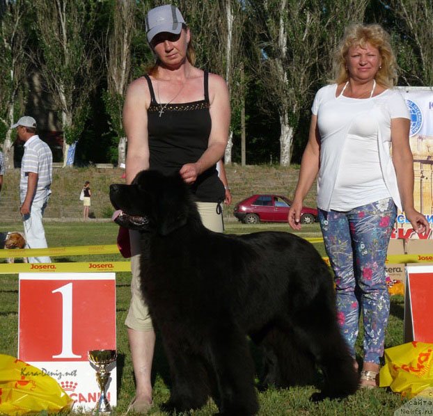 Фото: ньюфаундленд Angelo Orso Ariadna (Анджело Орсо Ариадна)