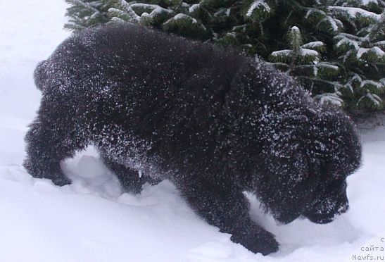Фото: ньюфаундленд Dar Svezy Unika Sagitta (Дар Свезы Юника Сагитта)