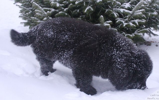 Фото: ньюфаундленд Dar Svezy Unika Sagitta (Дар Свезы Юника Сагитта)