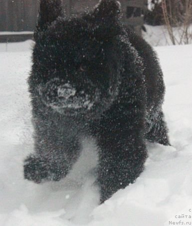 Фото: ньюфаундленд Dar Svezy Unika Sagitta (Дар Свезы Юника Сагитта)