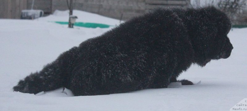 Фото: ньюфаундленд Dar Svezy Unika Sagitta (Дар Свезы Юника Сагитта)