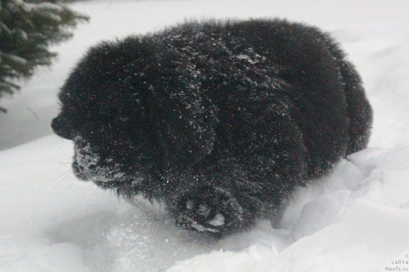 Фото: ньюфаундленд Dar Svezy Unika Sagitta (Дар Свезы Юника Сагитта)