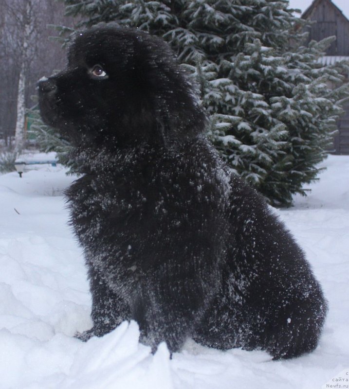 Фото: ньюфаундленд Dar Svezy Unika Sagitta (Дар Свезы Юника Сагитта)