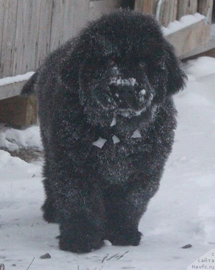Фото: ньюфаундленд Dar Svezy Unika Sagitta (Дар Свезы Юника Сагитта)