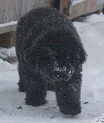 Фото: ньюфаундленд Dar Svezy Unika Sagitta (Дар Свезы Юника Сагитта)