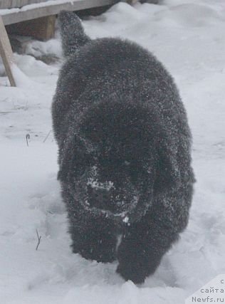 Фото: ньюфаундленд Dar Svezy Unika Sagitta (Дар Свезы Юника Сагитта)