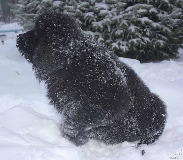 Фото: ньюфаундленд Dar Svezy Unika Sagitta (Дар Свезы Юника Сагитта)