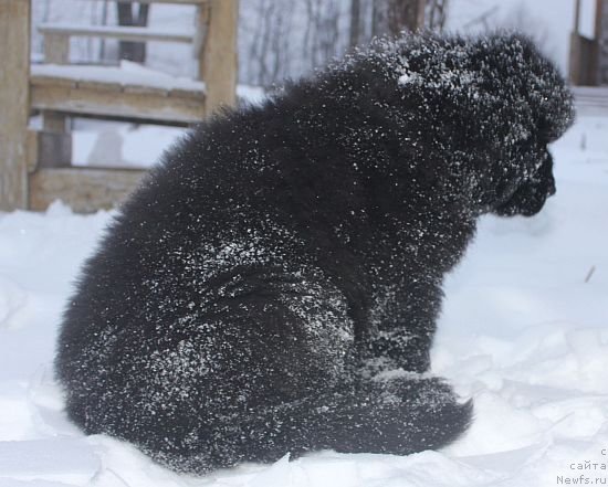 Фото: ньюфаундленд Dar Svezy Unika Sagitta (Дар Свезы Юника Сагитта)