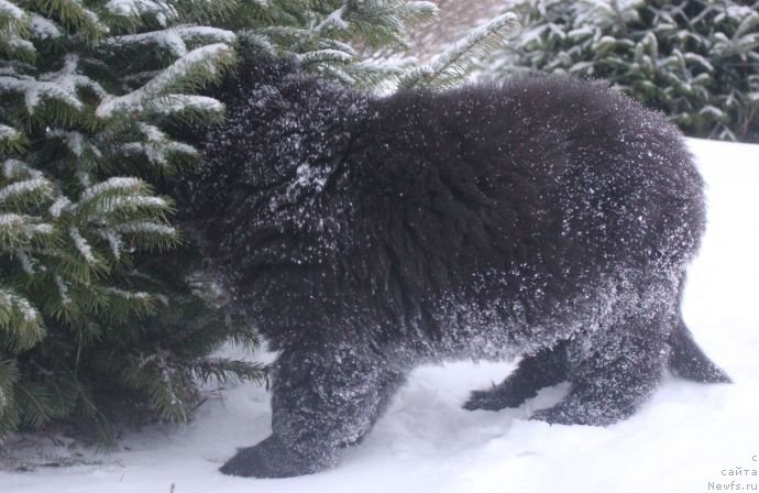 Фото: ньюфаундленд Dar Svezy Unika Sagitta (Дар Свезы Юника Сагитта)