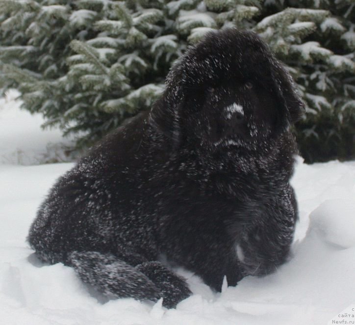 Фото: ньюфаундленд Dar Svezy Unika Sagitta (Дар Свезы Юника Сагитта)