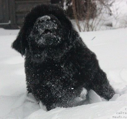 Фото: ньюфаундленд Dar Svezy Unika Sagitta (Дар Свезы Юника Сагитта)