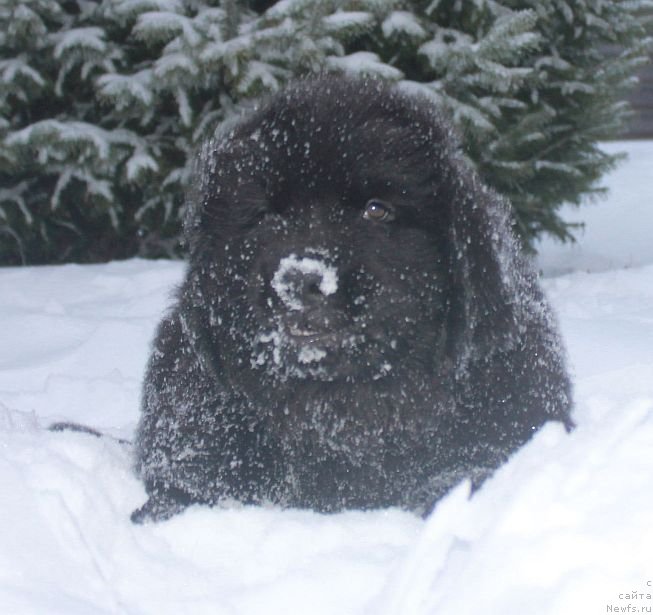 Фото: ньюфаундленд Dar Svezy Unika Sagitta (Дар Свезы Юника Сагитта)