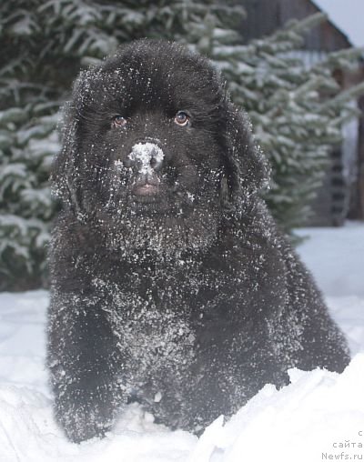 Фото: ньюфаундленд Dar Svezy Unika Sagitta (Дар Свезы Юника Сагитта)