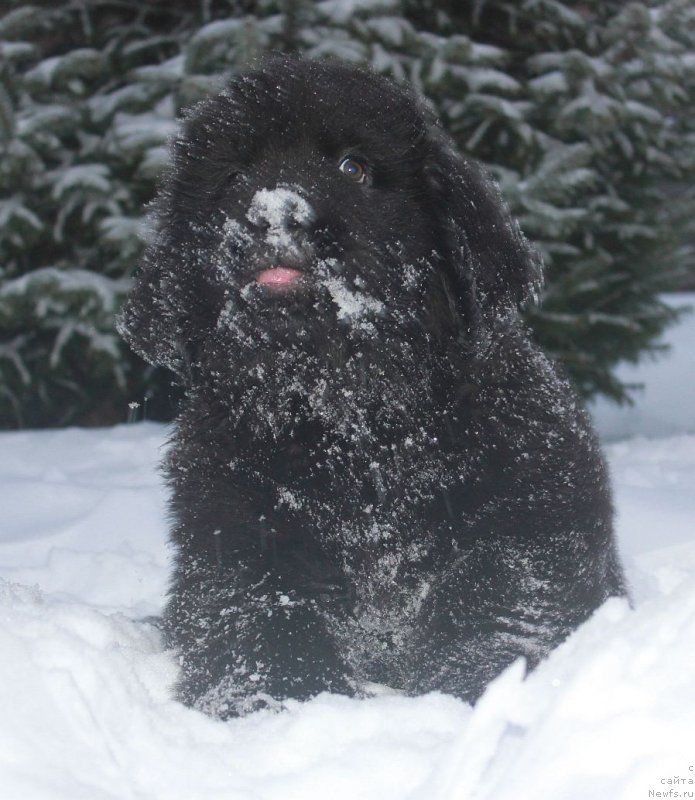 Фото: ньюфаундленд Dar Svezy Unika Sagitta (Дар Свезы Юника Сагитта)