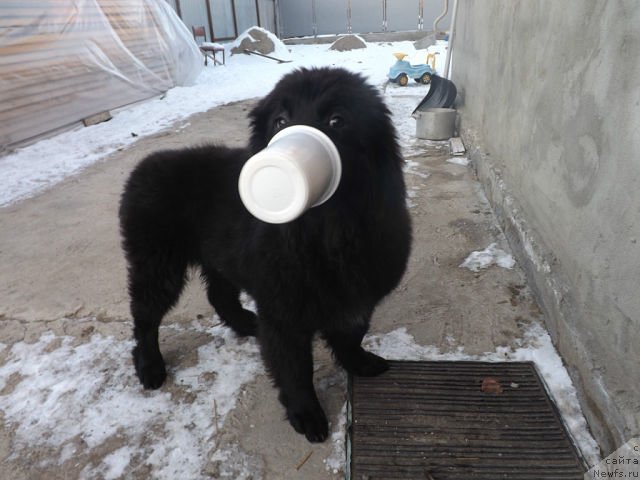 Фотография № 140995