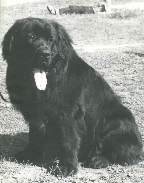 Фото: ньюфаундленд Han Zar (Хан Зар)