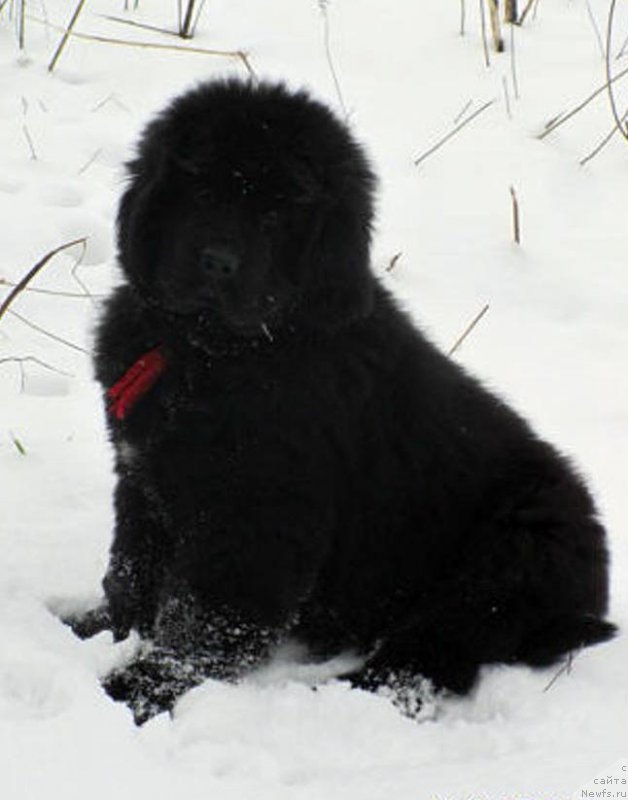 Фотография № 141008