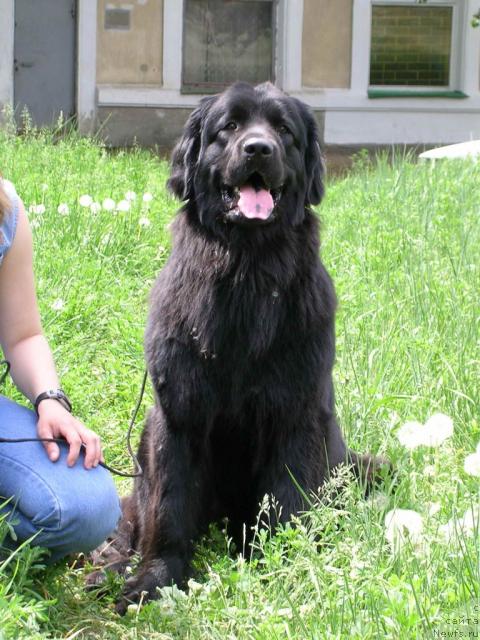 Фото: ньюфаундленд Viva (Вива)