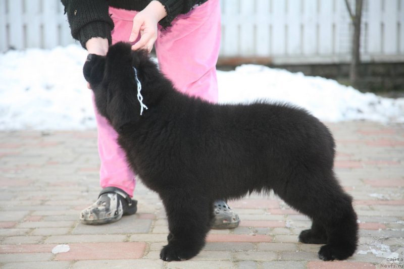 Фото: Geneva Moon Bear