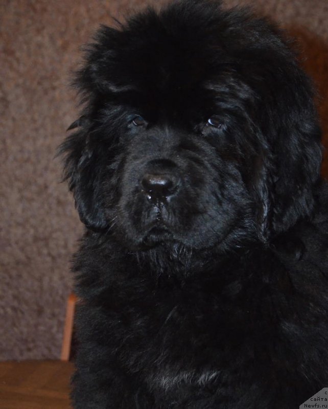 Фотография № 141028