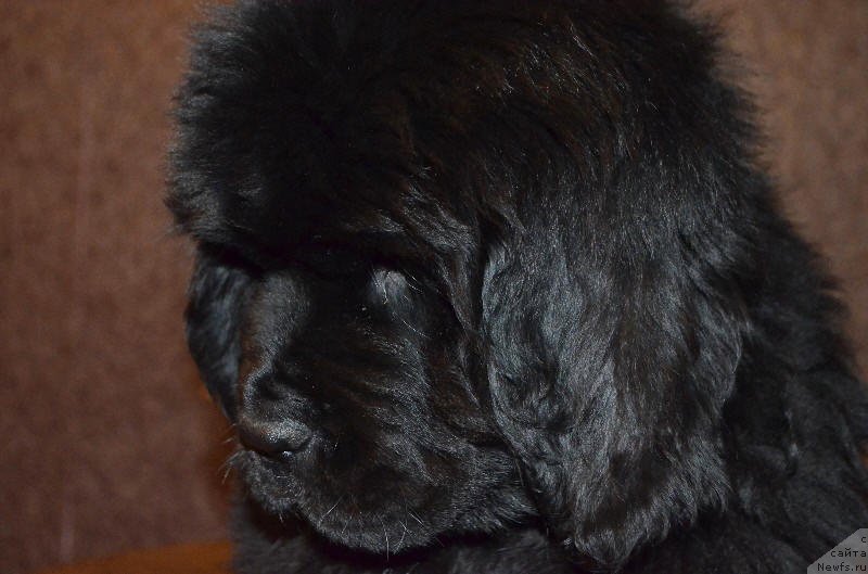 Фото: Viva  Victoria Dinastiya Soverchenstva