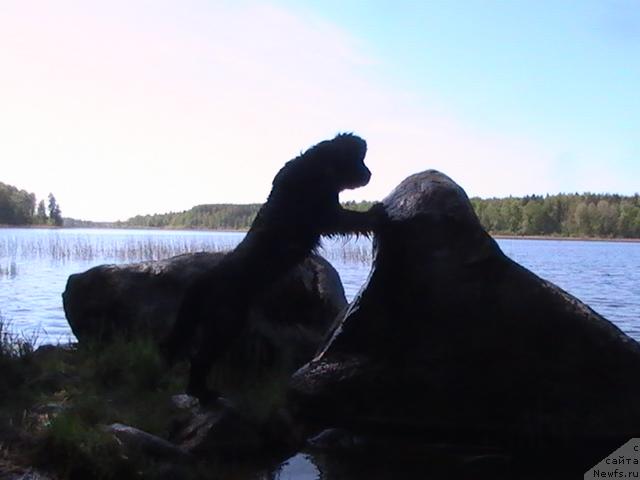 Фото: ньюфаундленд Talula Bell (Талула Белл)