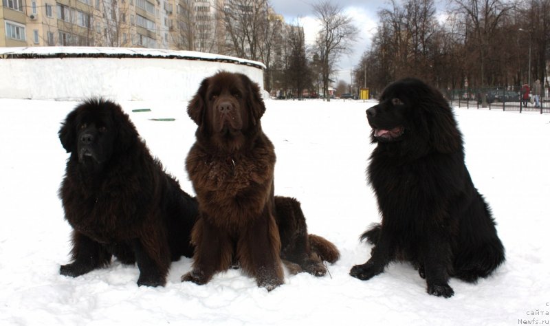 Фото: ньюфаундленд CHansi iz Zolotogo Treugol'nika (Чанси из Золотого Треугольника), ньюфаундленд Chernyi Sharm Angel'skaya Krasota (Черный Шарм Ангельская Красота), ньюфаундленд Soul of Rouz Alister (Соул оф Роуз Алистер)