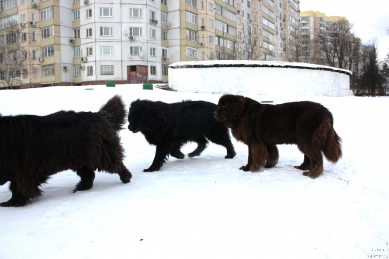 Фото: ньюфаундленд Soul of Rouz Alister (Соул оф Роуз Алистер)