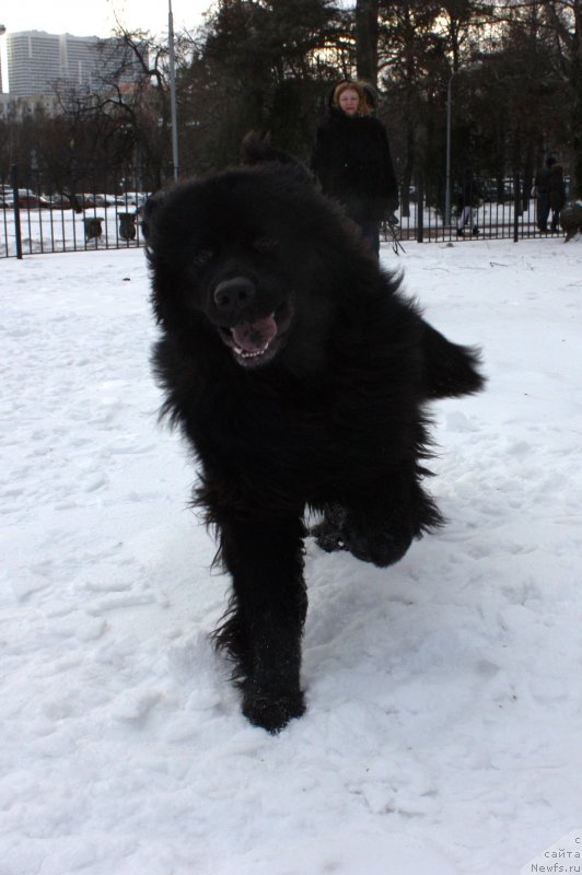 Фото: ньюфаундленд Soul of Rouz Alister (Соул оф Роуз Алистер)