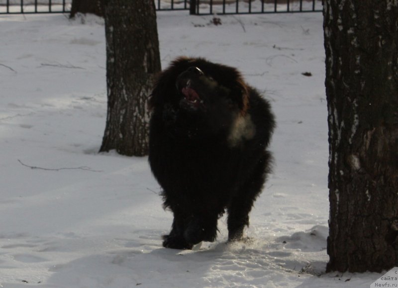 Фото: ньюфаундленд Soul of Rouz Alister (Соул оф Роуз Алистер)