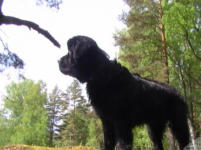 Фото: ньюфаундленд Talula Bell (Талула Белл)