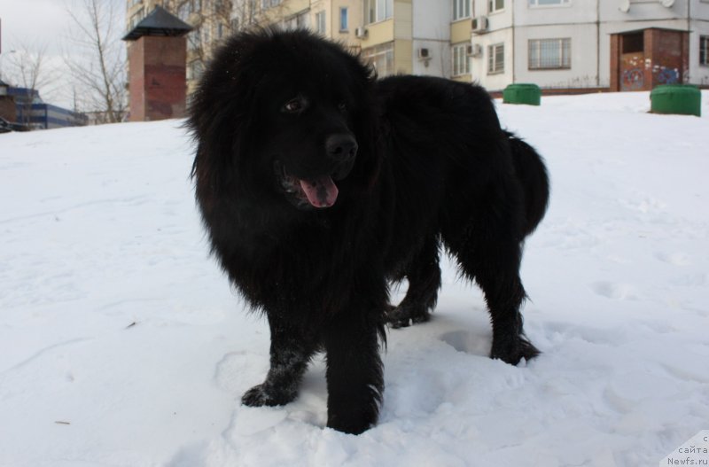 Фото: ньюфаундленд Soul of Rouz Alister (Соул оф Роуз Алистер)