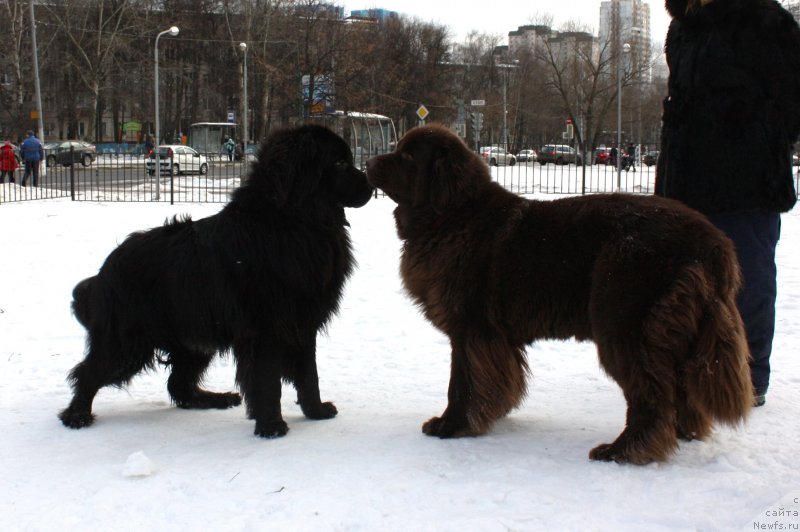 Фото: ньюфаундленд Soul of Rouz Alister (Соул оф Роуз Алистер), ньюфаундленд Chernyi Sharm Angel'skaya Krasota (Черный Шарм Ангельская Красота)