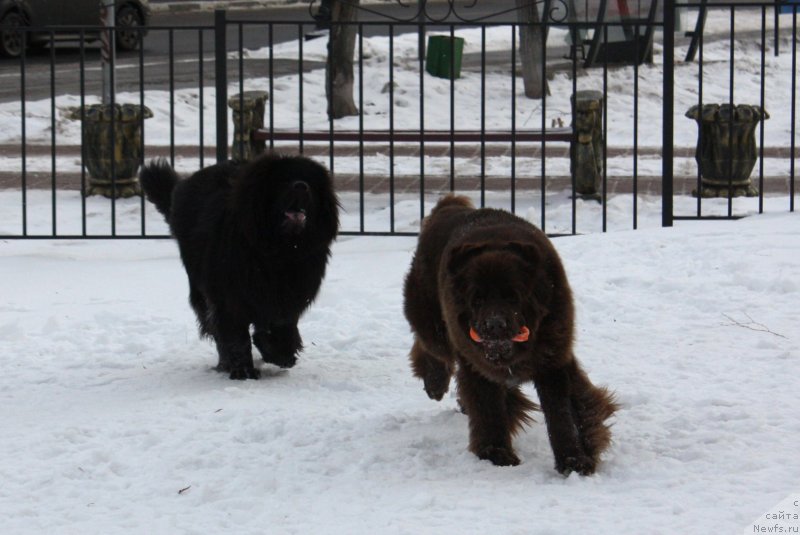 Фото: ньюфаундленд Soul of Rouz Alister (Соул оф Роуз Алистер), ньюфаундленд Chernyi Sharm Angel'skaya Krasota (Черный Шарм Ангельская Красота)