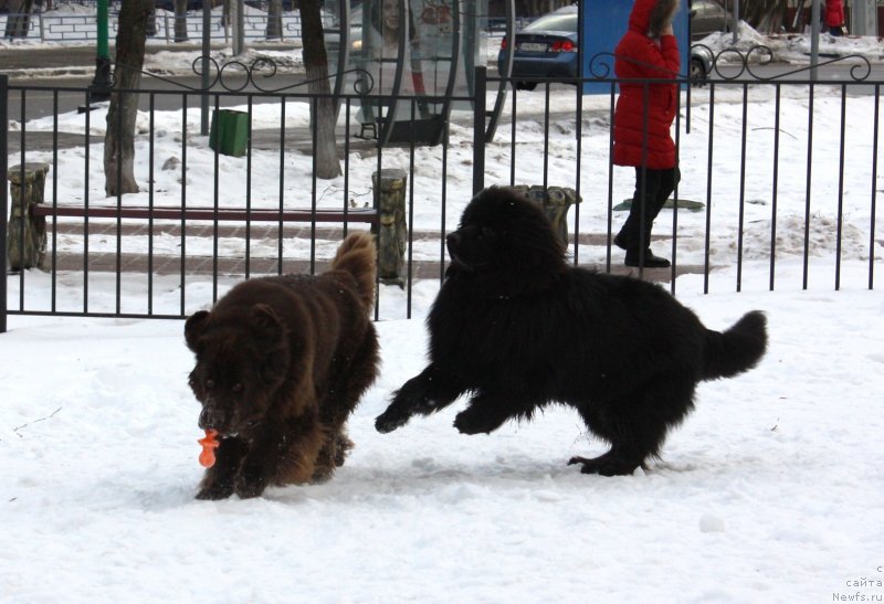 Фото: ньюфаундленд Soul of Rouz Alister (Соул оф Роуз Алистер), ньюфаундленд Chernyi Sharm Angel'skaya Krasota (Черный Шарм Ангельская Красота)