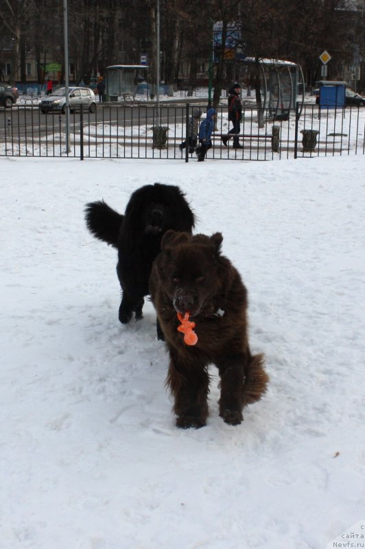 Фото: ньюфаундленд Soul of Rouz Alister (Соул оф Роуз Алистер), ньюфаундленд Chernyi Sharm Angel'skaya Krasota (Черный Шарм Ангельская Красота)