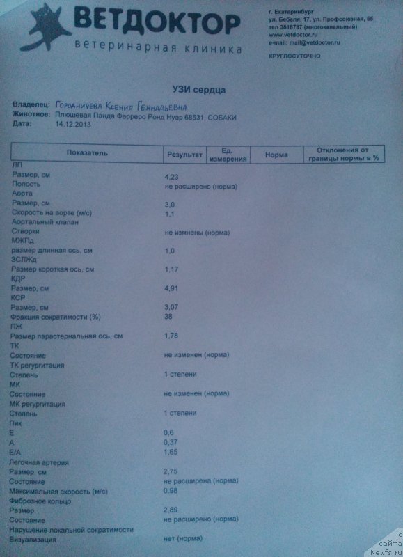 Фото: ньюфаундленд Plushevaya Panda Ferrero Rond Noir (Плюшевая Панда Ферреро Ронд Нуар)