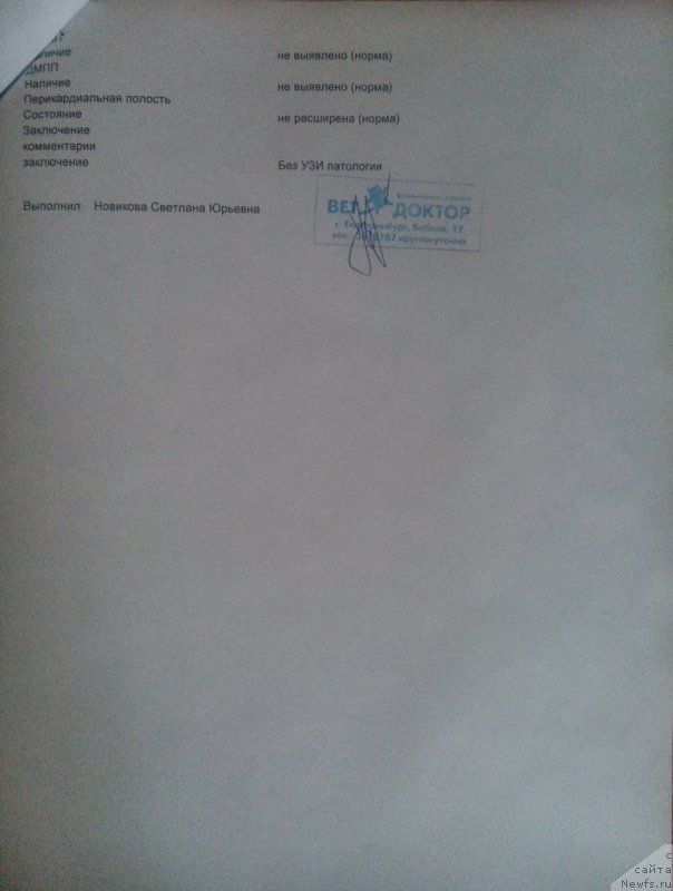 Фото: ньюфаундленд Plushevaya Panda Ferrero Rond Noir (Плюшевая Панда Ферреро Ронд Нуар)