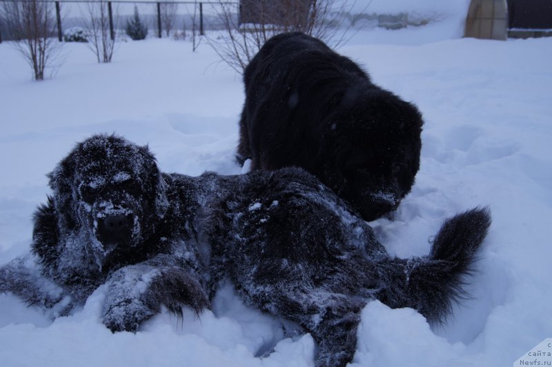 Фото: ньюфаундленд Deep Love I'm Sensation (Deep Love I'm Sensation), ньюфаундленд Plushevaya Panda Udivitelnaja Kejt (Плюшевая Панда Удивительная Кейт)