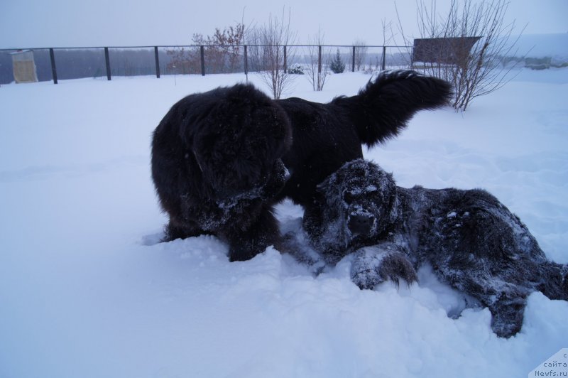Фото: ньюфаундленд Plushevaya Panda Udivitelnaja Kejt (Плюшевая Панда Удивительная Кейт), ньюфаундленд Deep Love I'm Sensation (Deep Love I'm Sensation)