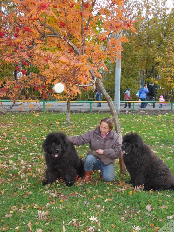Фото: ньюфаундленд Nijumast Nadin Nimfa Chernogo Ozera (Ньюмаст Надин Нимфа Черного Озера), ньюфаундленд N'yumast Nyel'son Admiral Pobeditel' (Ньюмаст Нэльсон Адмирал Победитель), Antonina CHigvinceva (Антонина Чигвинцева)