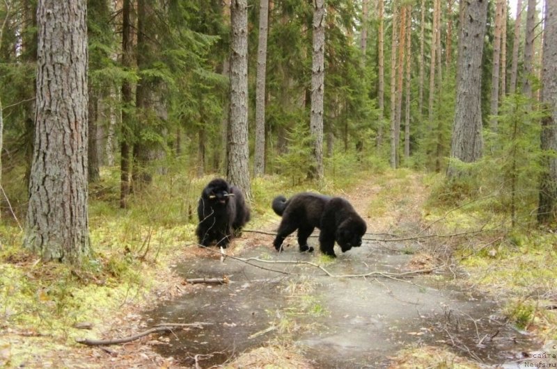 Фото: ньюфаундленд Skippers Only You for Smigar, ньюфаундленд Smigar Love Story (Смигар Лав Стори)