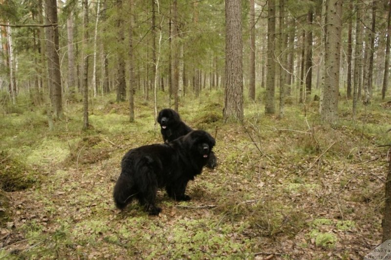 Фото: ньюфаундленд Skippers Only You for Smigar, ньюфаундленд Smigar Love Story (Смигар Лав Стори)