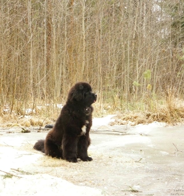 Фото: ньюфаундленд Smigar Love Story (Смигар Лав Стори)