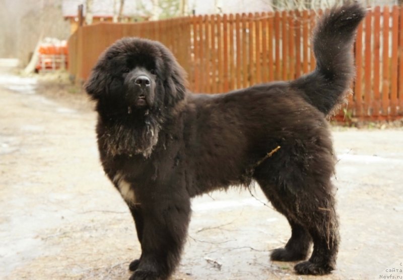 Фото: ньюфаундленд Smigar Love Story (Смигар Лав Стори)